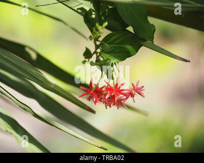 Nom réducteur Rangoon La fleur fleur ressemble à long tube à la fin de la fleur est séparé en cinq pétales blancs ou roses rouges Banque D'Images