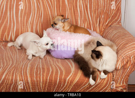 Chihuahua deux chiens et un chat Birman seal point sont allongés sur un canapé. Chat mâle est de 1 ans, 2,5 ans chien cannelle femelle et 5 ans chien blanc Banque D'Images