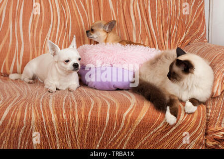 Chihuahua deux chiens et un chat Birman seal point sont allongés sur un canapé. Chat mâle est de 1 ans, 2,5 ans chien cannelle femelle et 5 ans chien blanc Banque D'Images