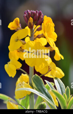 Close up of yellow erysimum giroflée (fleurs) Banque D'Images