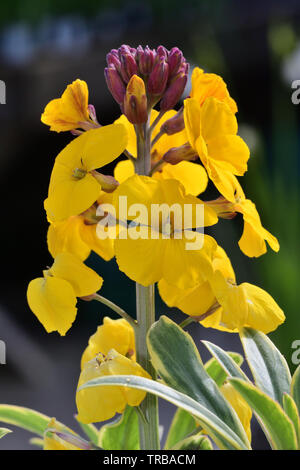 Close up of yellow erysimum giroflée (fleurs) Banque D'Images