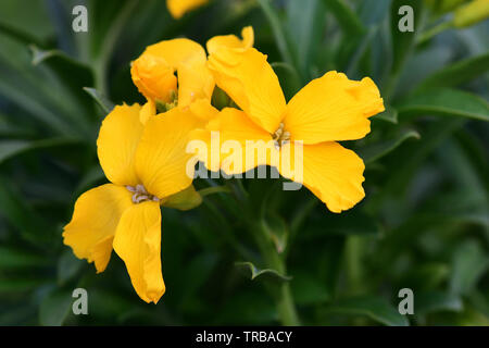 Close up of yellow erysimum giroflée (fleurs) Banque D'Images