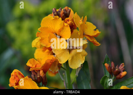 Close up of yellow erysimum giroflée (fleurs) Banque D'Images