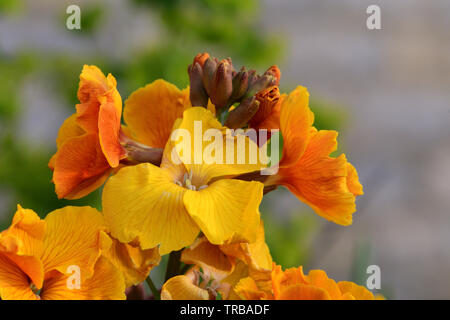 Close up of yellow erysimum giroflée (fleurs) Banque D'Images