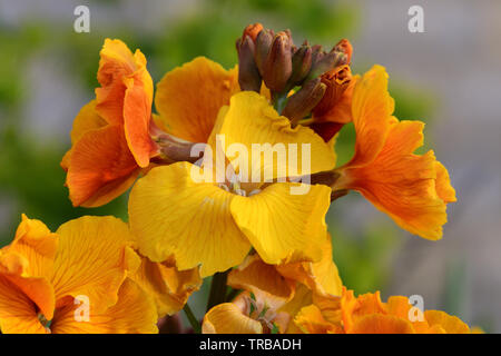 Close up of yellow erysimum giroflée (fleurs) Banque D'Images