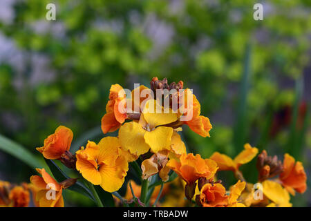 Close up of yellow erysimum giroflée (fleurs) Banque D'Images