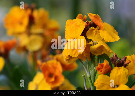 Close up of yellow erysimum giroflée (fleurs) Banque D'Images