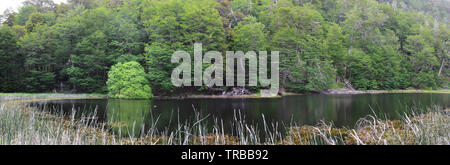 Les forêts pluviales tempérées Valdivian à Coyhaique réserve nationale, région de l'Aysen, Sud du Chili Banque D'Images