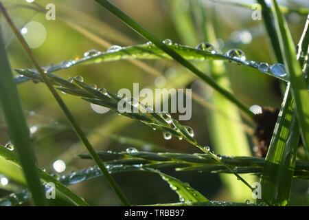 Gouttes de pluie sur l'herbe Banque D'Images