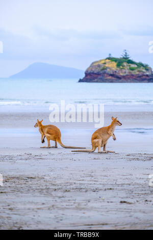 Deux Wallabies sur la plage au lever du soleil, le Cap Hillsborough, Mackay, Australie Banque D'Images