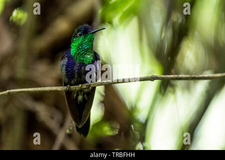 Violet-bellied hummingbird, Juliamyia julie, image prise au Panama Banque D'Images