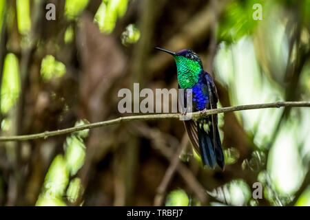 Violet-bellied hummingbird, Juliamyia julie, image prise au Panama Banque D'Images