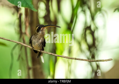 Le ermite (Phaethornis longirostris) est un grand oiseau-mouche c'est un résident source du centre du Mexique au sud jusqu'au nord-ouest de la Colombie Banque D'Images