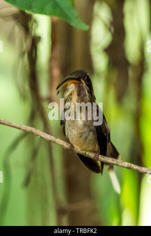 Le ermite (Phaethornis longirostris) est un grand oiseau-mouche c'est un résident source du centre du Mexique au sud jusqu'au nord-ouest de la Colombie Banque D'Images