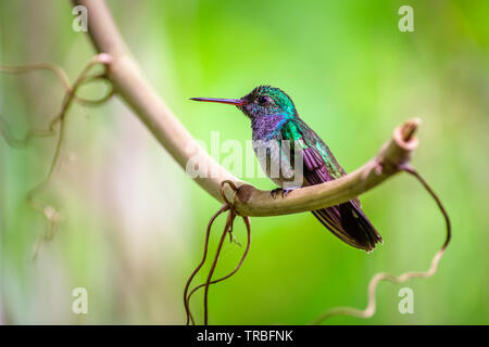 La couleur bleu-chested hummingbird (Amazilia amabilis) est une espèce de colibris (la famille des Trochilidae. Banque D'Images