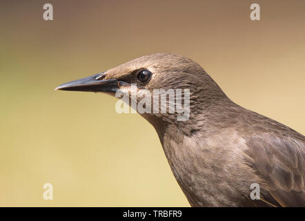 Vue latérale rapprochée d'une tête d'oiseau sauvage (Sturnus vulgaris) juvénile isolée dans un habitat extérieur au Royaume-Uni. Bec étoilé détaillé. Banque D'Images