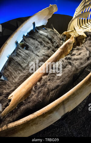 L'énorme squelette d'un rorqual bleu sur l'affichage dans l'Húsavík Whale Museum dans le nord de l'Islande. Ses fanons, pour filtrer le plancton, est bien visible Banque D'Images