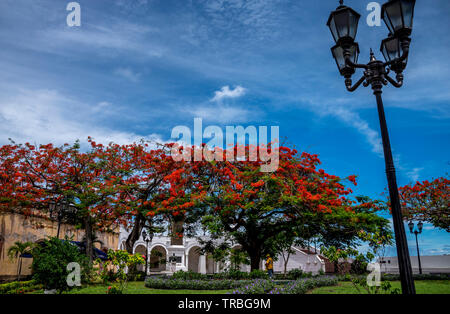 De grands arbres avec des fleurs rouges à las bovedas à Plaza Francia à Panama City Banque D'Images