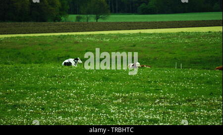 Les vaches dans le pré Banque D'Images