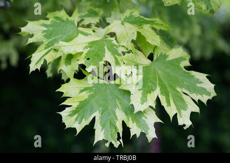 Les feuilles d'un Acer platanoides Drummondii arbre Banque D'Images