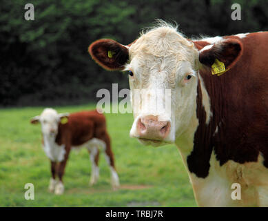 Vache et veau Banque D'Images