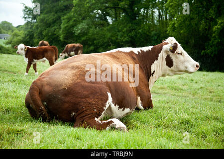 Vache et veau Banque D'Images