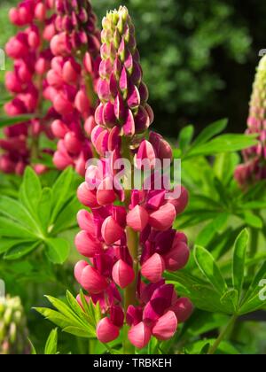 Lupin rouge fleur sur fond vert Banque D'Images