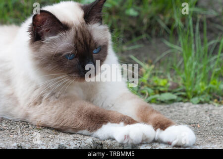 Un chat Birman seal point, 1 ans chat , homme aux yeux bleus se trouvant dans le jardin Banque D'Images