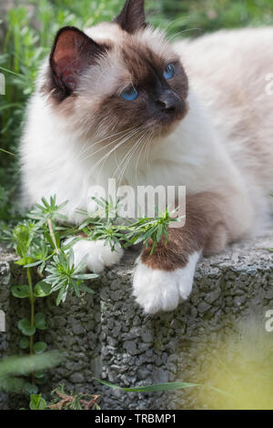 Un chat Birman seal point, 1 ans chat , homme aux yeux bleus se trouvant dans le jardin Banque D'Images