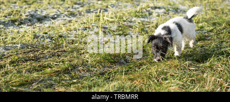 Jack Russell Terrier Puppy 13 semaines les jeunes. Petit chien suit une piste en hiver Banque D'Images