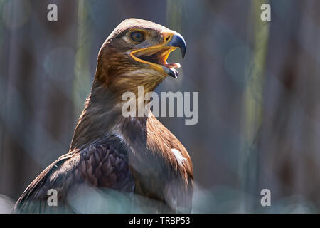 Steppenadler, Aquila nipalensis, steppe eagle, VOGEL, OISEAU, Greifvogel, Greifvögel, Close up, bouche ouverte, de pleurer, Banque D'Images