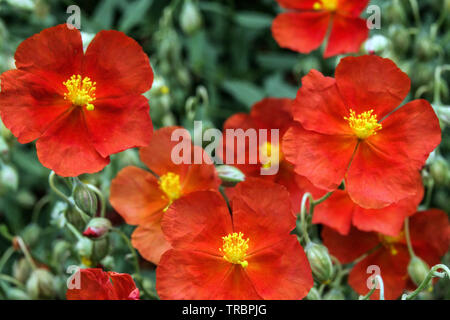 Helianthemum 'rouge' brillant Banque D'Images