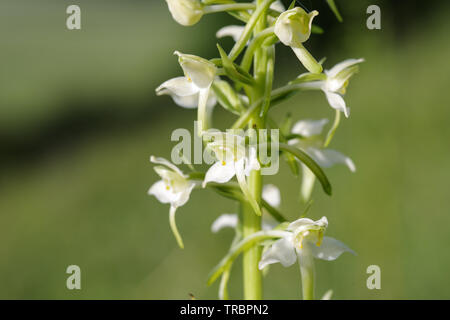 (Plantanthera chlorantha platanthère) en fleur sur Wolstonbury Hill - South Downs, West Sussex Banque D'Images