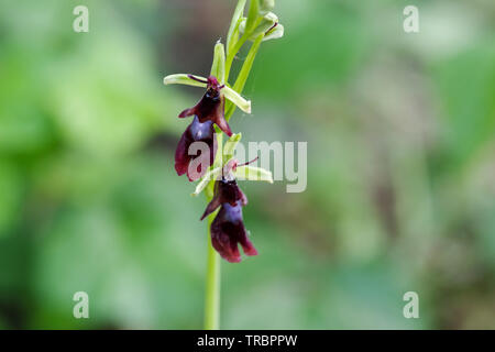 La floraison fly orchid spotted sur Wolstonbury Hill - South Downs, West Sussex Banque D'Images