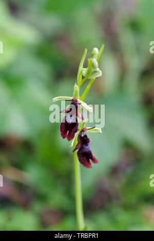 La floraison fly orchid spotted sur Wolstonbury Hill - South Downs, West Sussex Banque D'Images