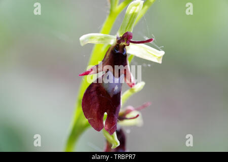 La floraison fly orchid spotted sur Wolstonbury Hill - South Downs, West Sussex Banque D'Images