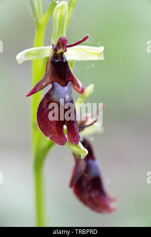 La floraison fly orchid spotted sur Wolstonbury Hill - South Downs, West Sussex Banque D'Images