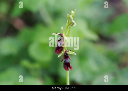 La floraison fly orchid spotted sur Wolstonbury Hill - South Downs, West Sussex Banque D'Images