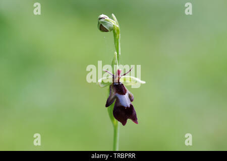 La floraison fly orchid spotted sur Wolstonbury Hill - South Downs, West Sussex Banque D'Images