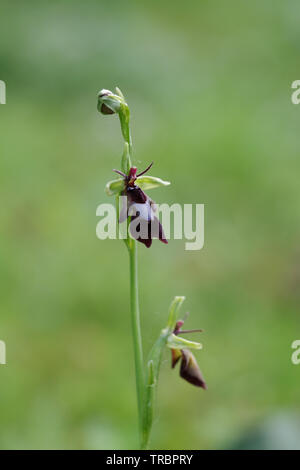 La floraison fly orchid spotted sur Wolstonbury Hill - South Downs, West Sussex Banque D'Images