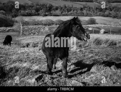 Image en noir et blanc de cheval noir. Banque D'Images