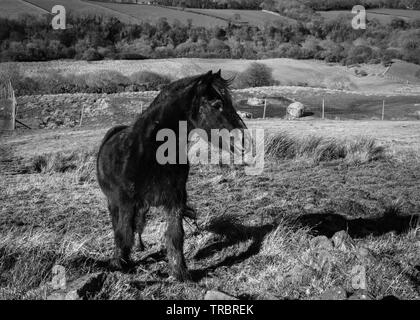 Image en noir et blanc de cheval noir. Banque D'Images