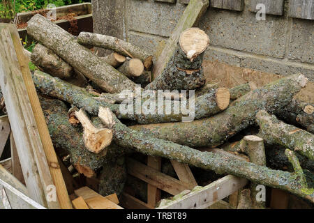 Une pile de couper les branches d'arbres Banque D'Images