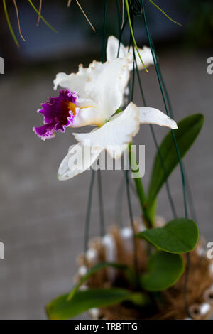 Orchid. Orchidées en fleurs colorées. Orchidée en fleurs en orchidarium. Banque D'Images