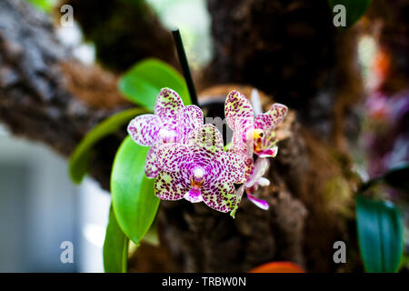 Orchid. Orchidées en fleurs colorées. Orchidée en fleurs en orchidarium. Banque D'Images