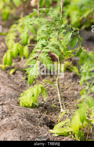 Tige de tomate en pleine croissance avec des feuilles vertes à serre. Gros plan de la vigne tomates écologique biologique plante. Banque D'Images