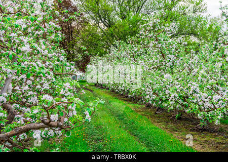Apple Orchard montrant pommiers en fleurs Banque D'Images