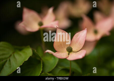 Cornouiller kousa rose (Cornus kousa), dans la famille Cornaceae, également connu sous le nom de fleurs de cornouiller, Japonais au printemps à Boston, Massachusetts, États-Unis. Banque D'Images