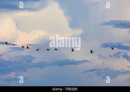 Dans cette photo, un troupeau de Bernaches du Canada (Branta canadensis) voler dans une ligne d'oiseaux migrateurs Refuge Bear River à l'ouest de Brigham City, Utah, USA. Banque D'Images