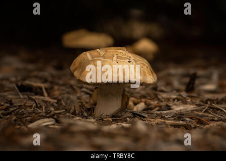 Champignon Banque D'Images